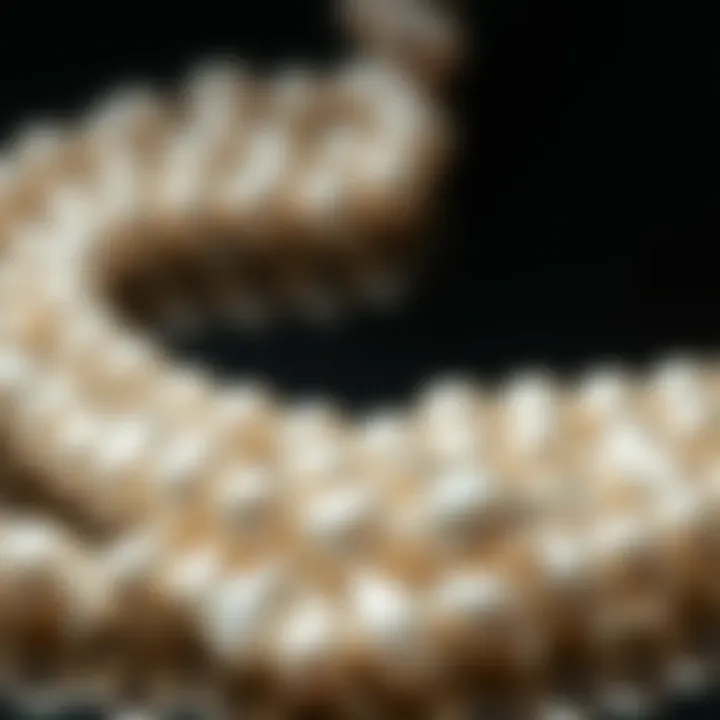 Comprehensive Exploration of Freshwater Pearls Introduction Comprehensive Exploration of Freshwater Pearls Introduction