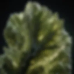 Close-up view of raw moldavite crystal showcasing its unique texture and vibrant green hue.